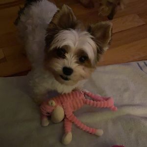 Meet your Posher, Ledy